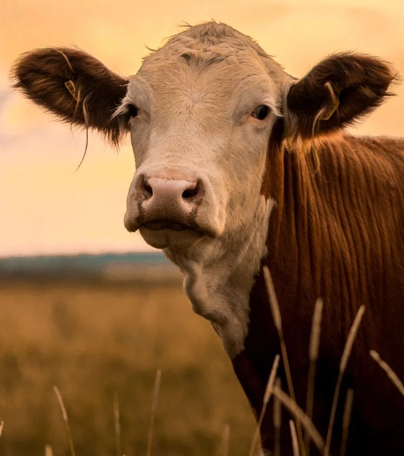 Cow in the grass field